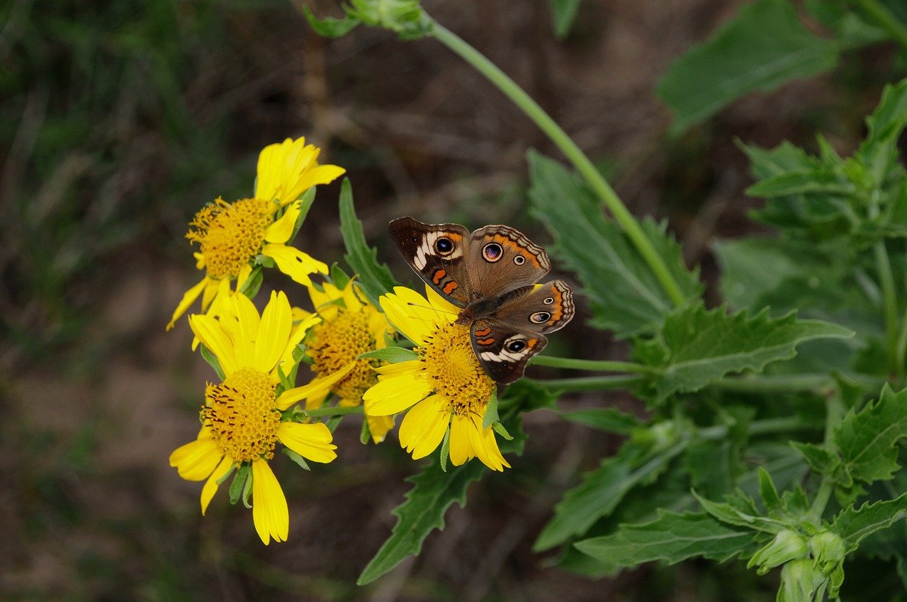 butterfly, nature, insect, flower, summer, wings-9831406.jpg